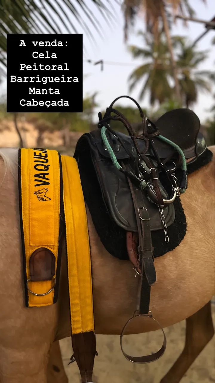 Cela para cavalo  - Foto 4
