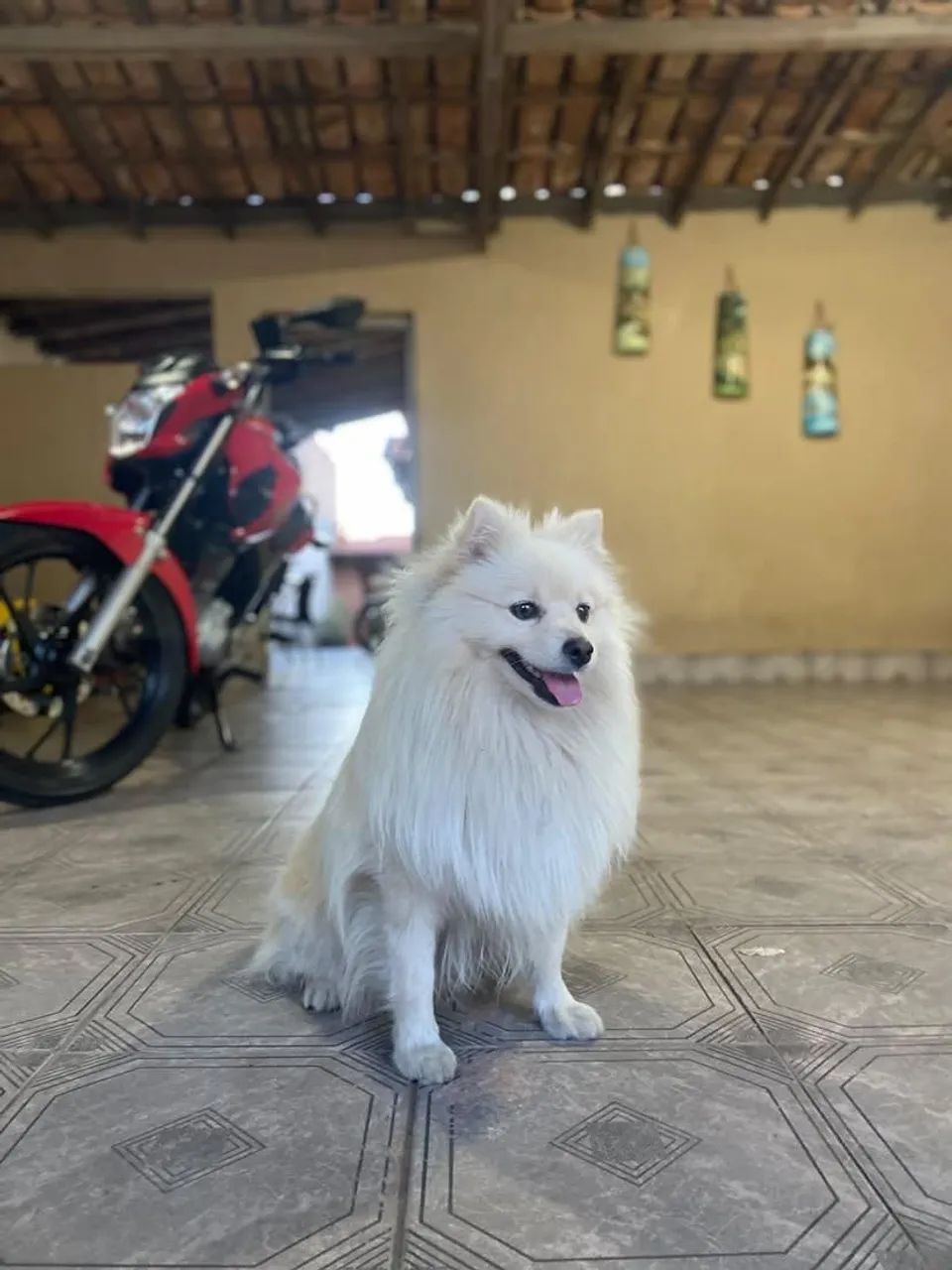 Spitz Alemão