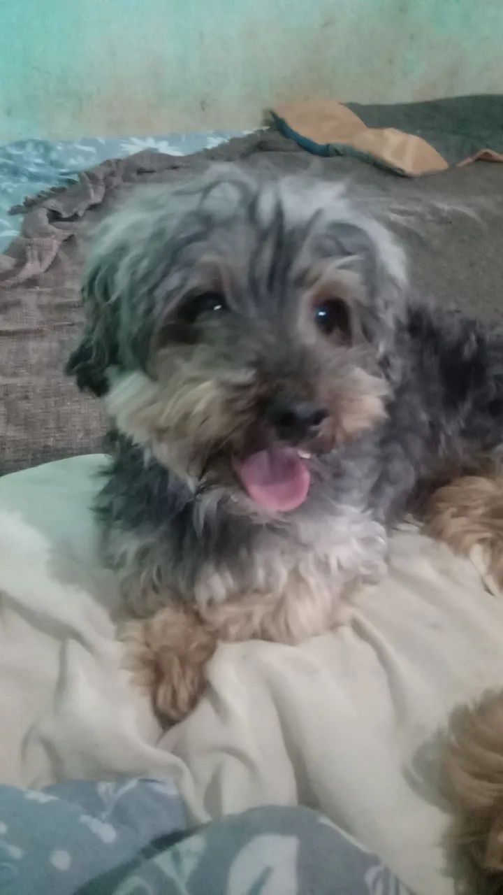 Animais de estimação  - Foto 2