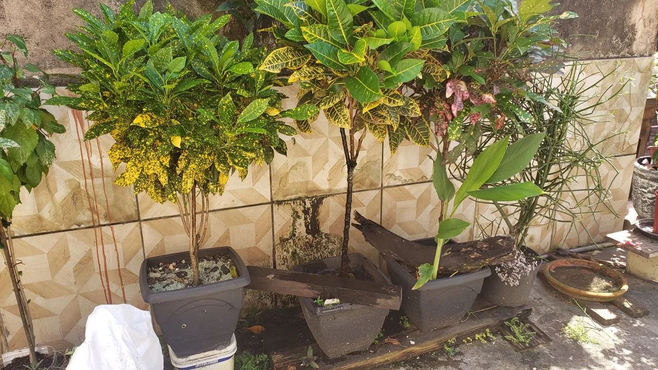 Crotons em formato tipo arboreta  - Foto 3