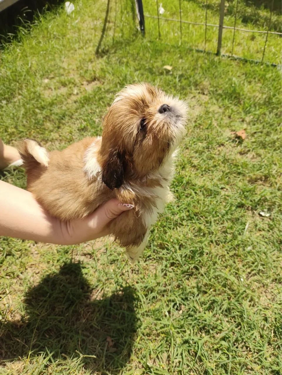 Shih tzu - Foto 4
