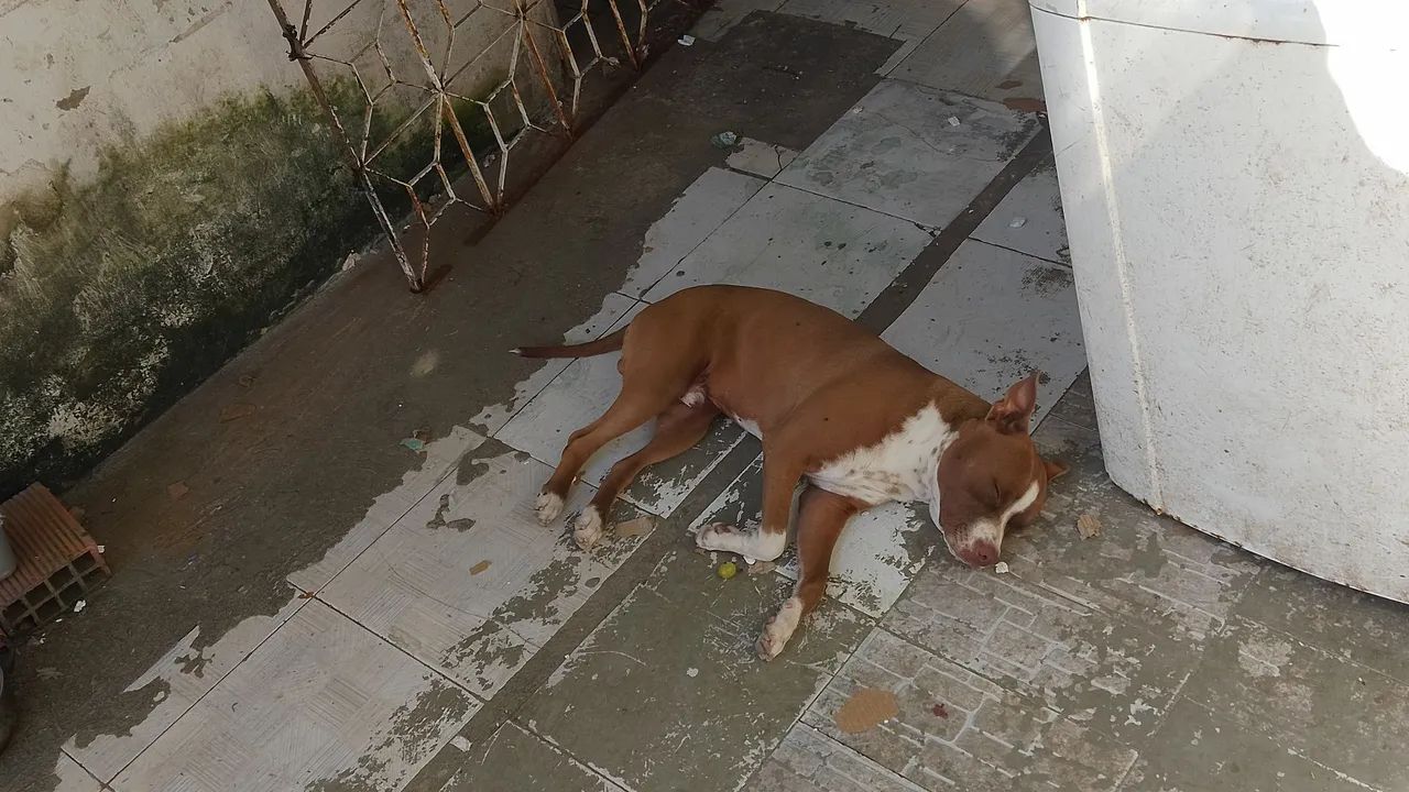 Vendo Pitbull Macho , - Foto 2