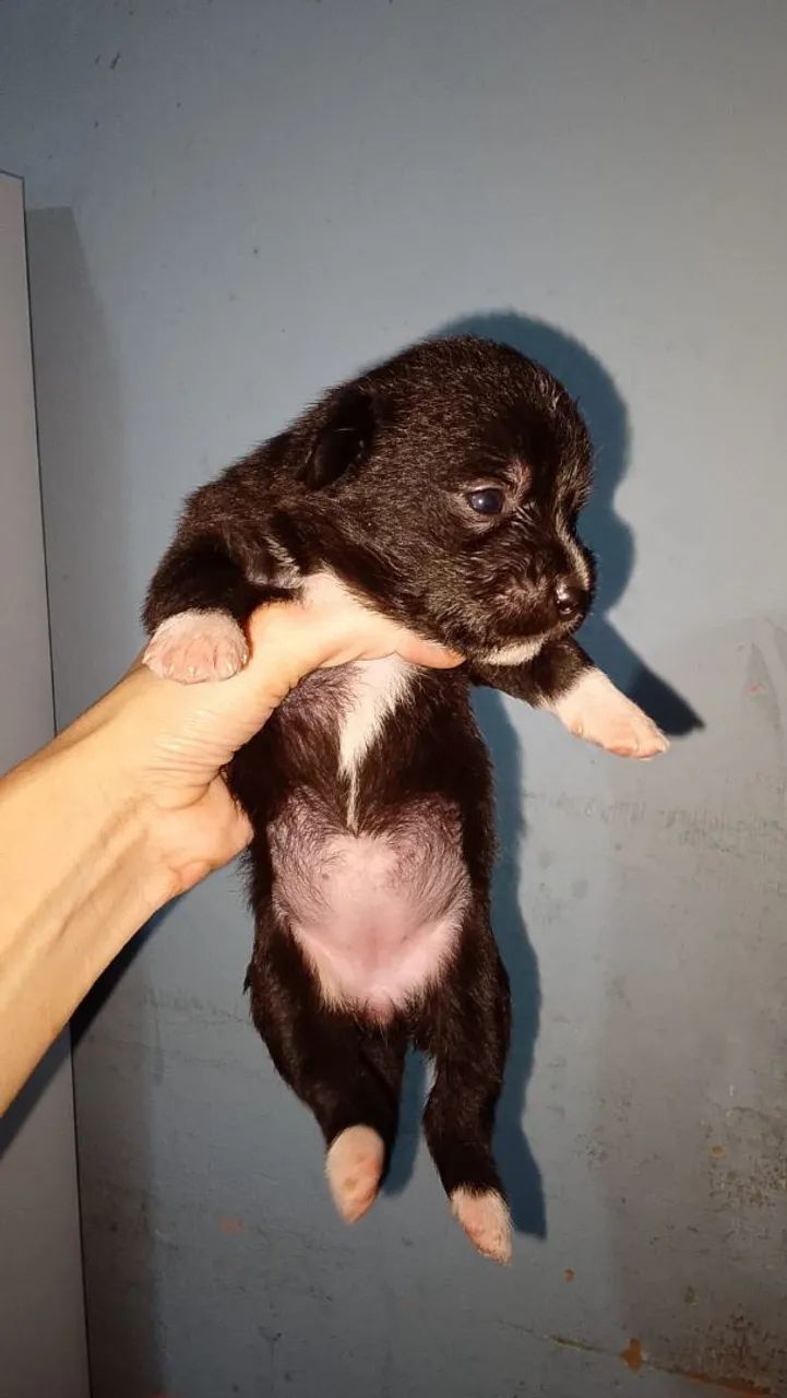 Cachorro - Foto 3