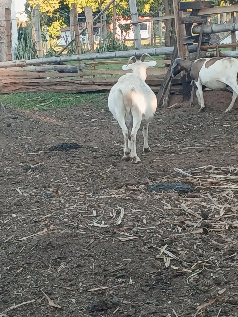 Vendo 2 cabras e um bode Reprodutor preço a combinar  - Foto 5