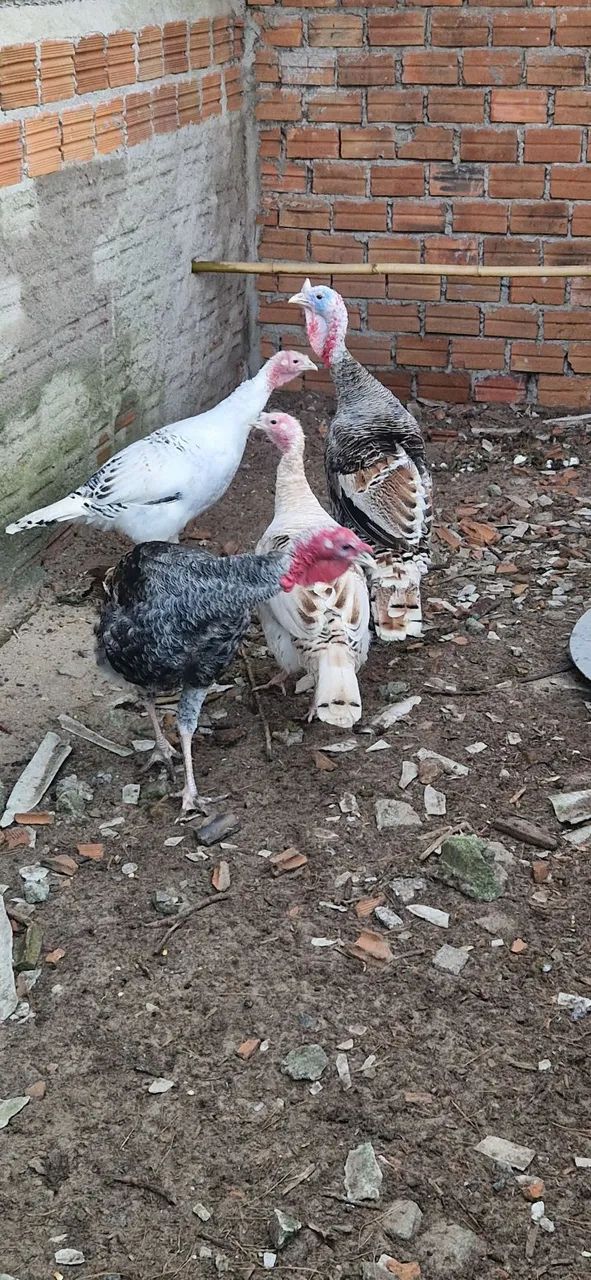 Casal de Perus  - Foto 3