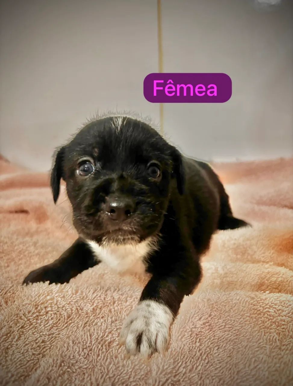 Doação filhotinhos