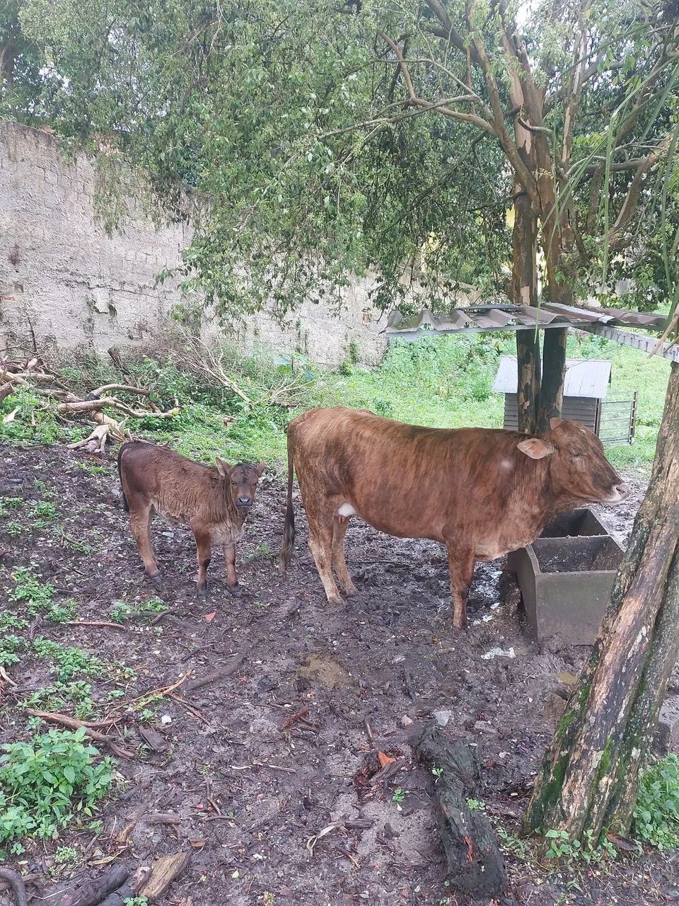 Vaca com bezerra 