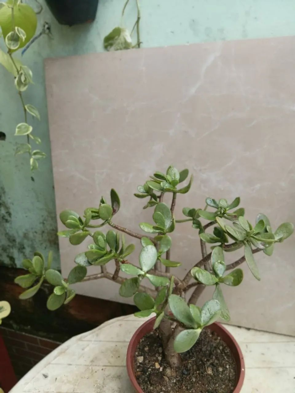 Planta Jade - Foto 3