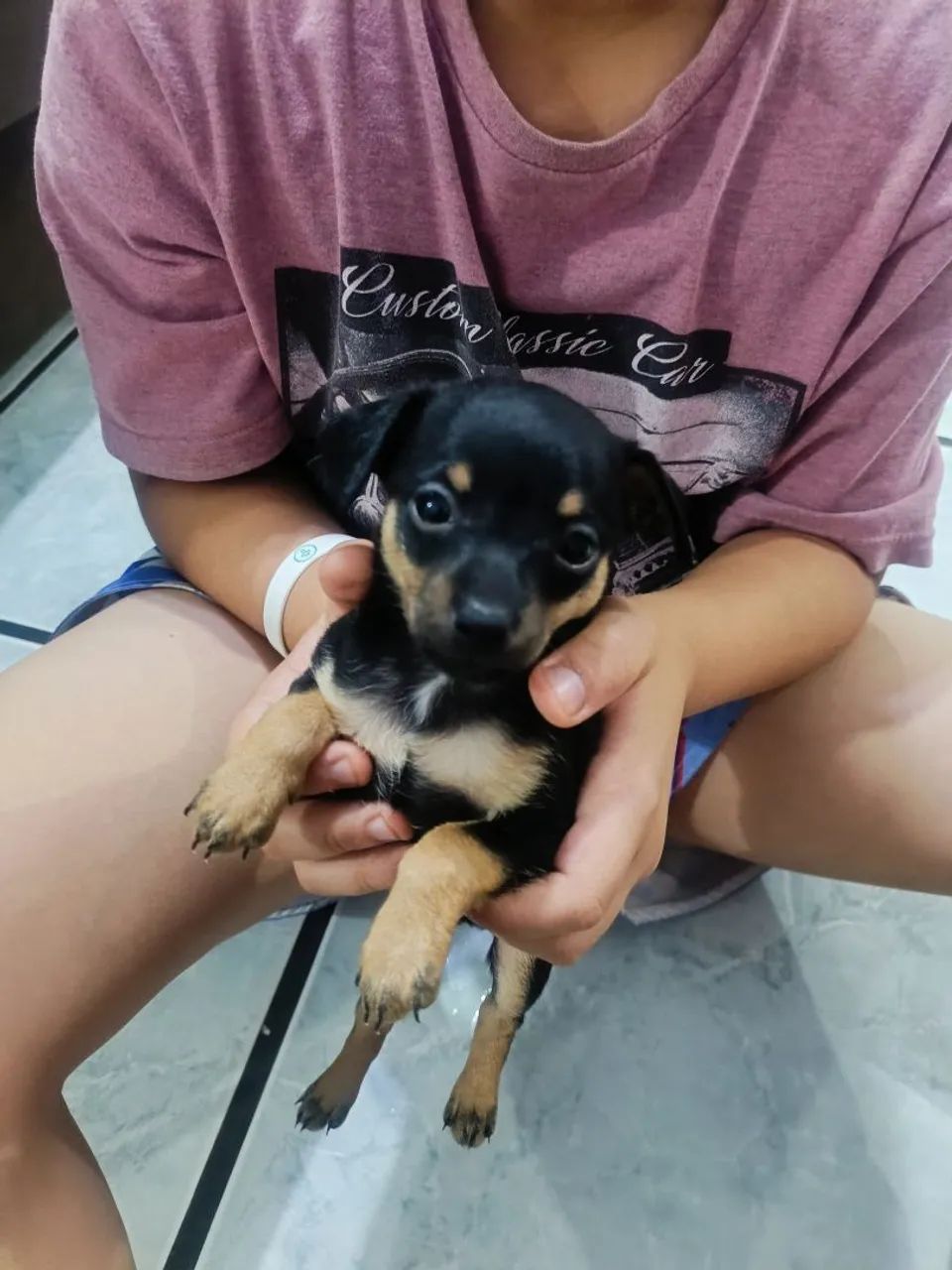 Filhotes de pinscher zero - Foto 4