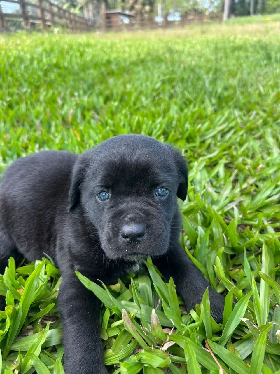 Filhote de cane corso 
