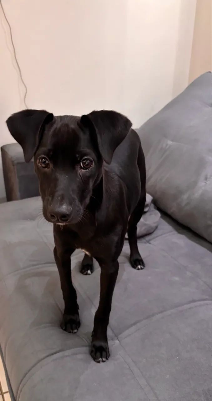 Doação de Cachorro  - Foto 3