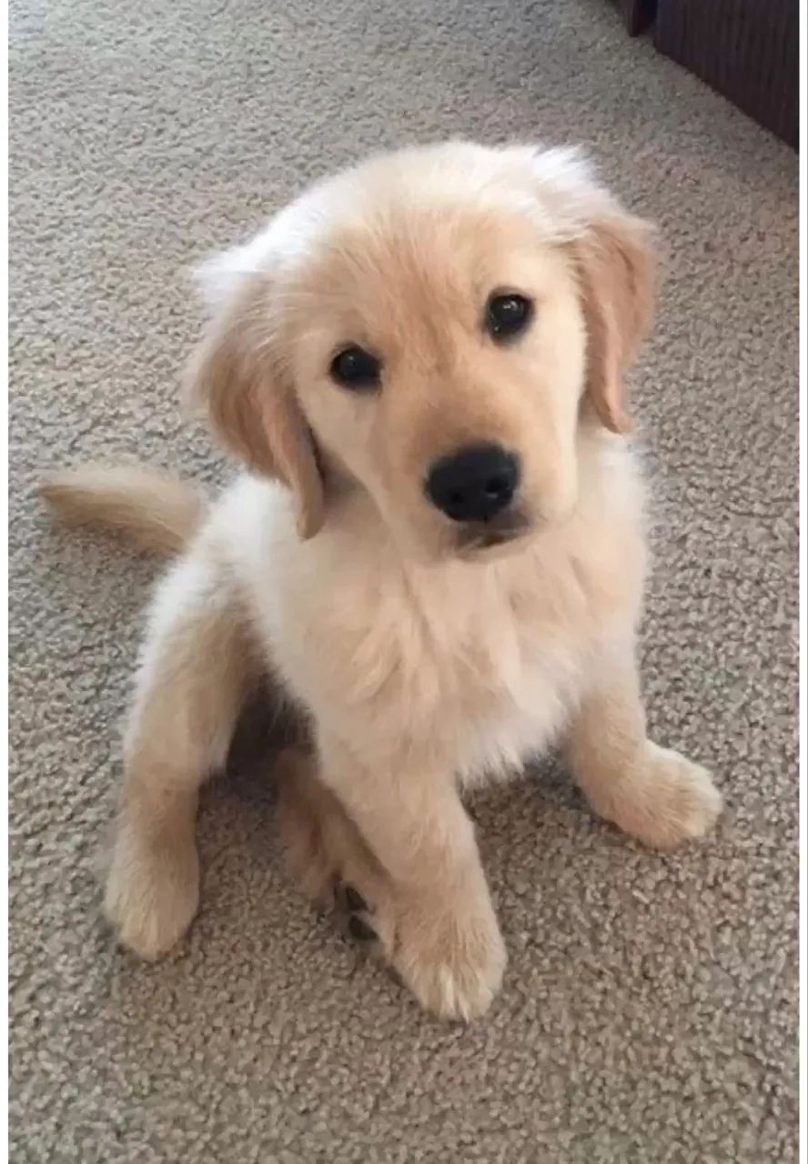 Vende-se Golden Retriver