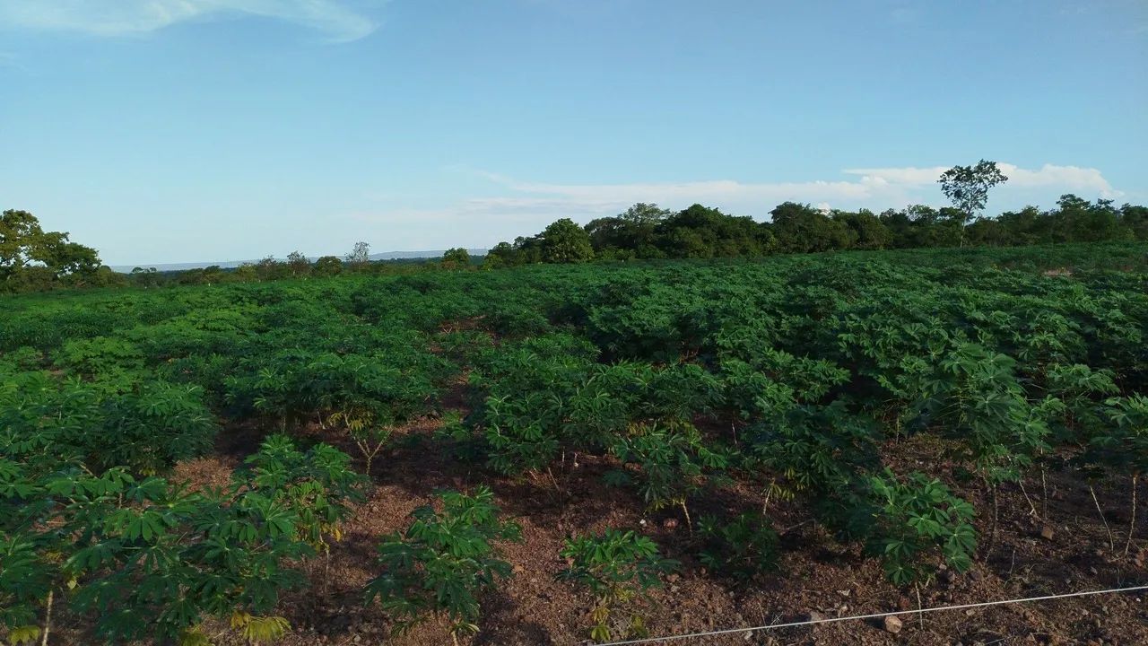 Vendo RAMA DE MANDIOCA NAJÁ E CACAU ORIGINAL! - Foto 5