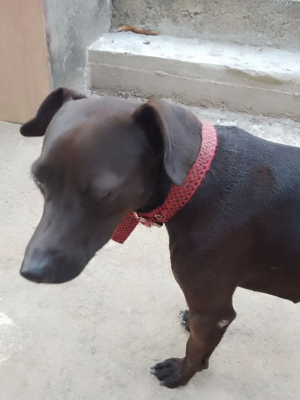 Doação cachorro  - Foto 5