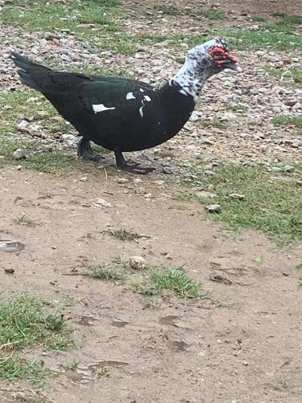 Pato lindo bem grande  - Foto 3