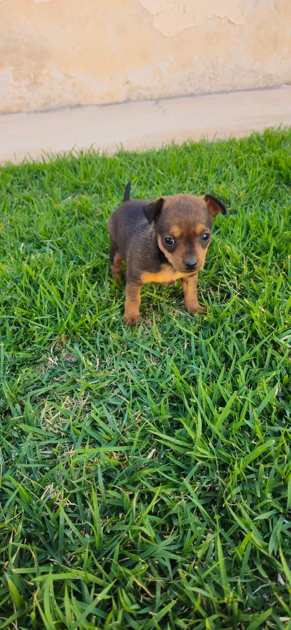 Pinscher fêmea 01 - Foto 2