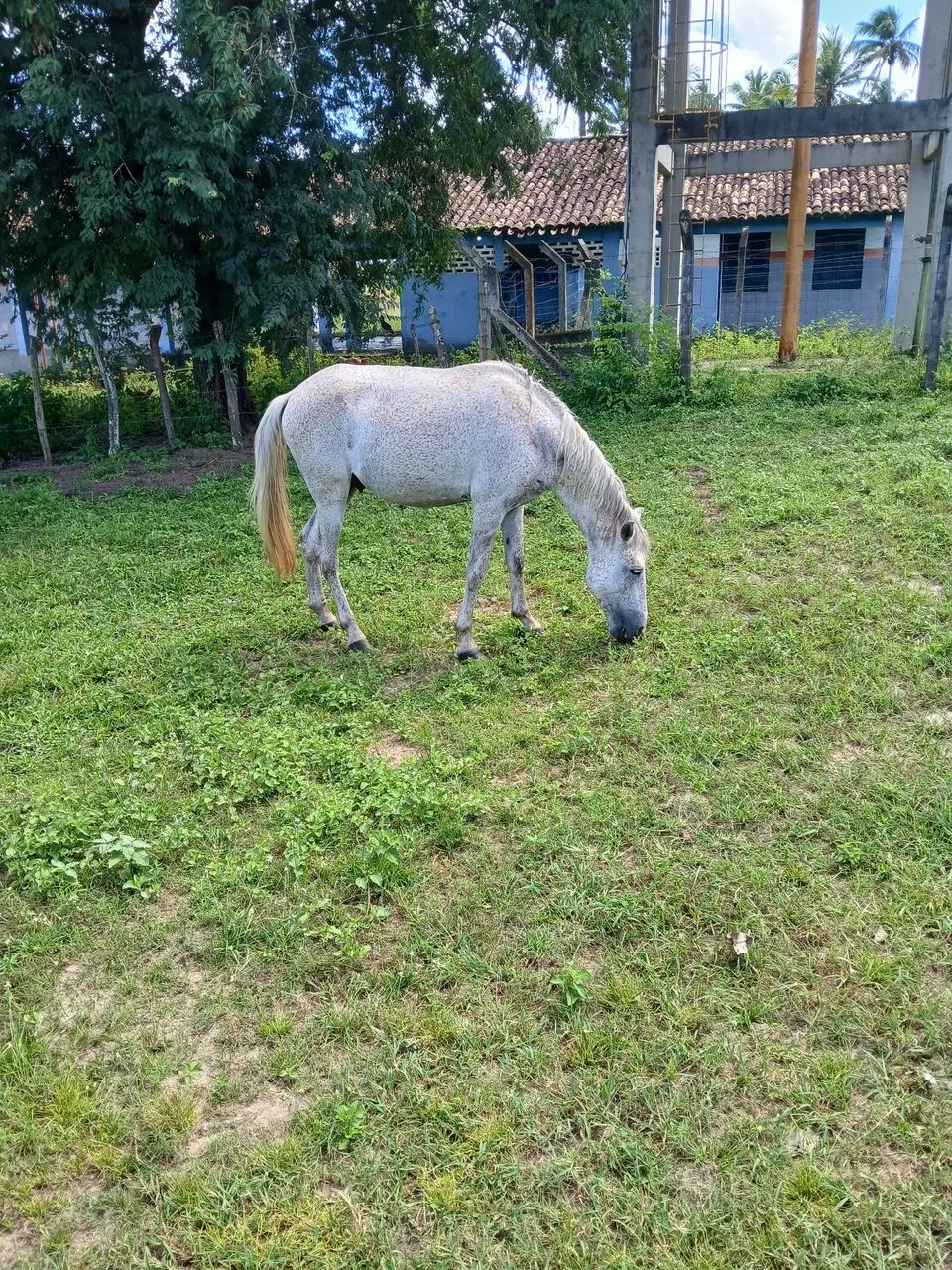 Vendo cavalo mestiço de manga larga. - Foto 6