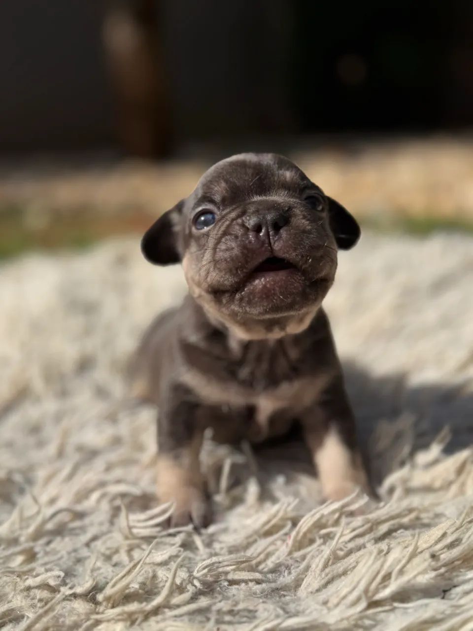 Vendo Buldogue Francês 