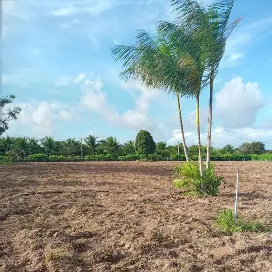 Granja com 7 hectares em monte alegre - Foto 2