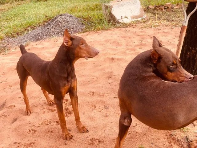 vendo doberman - Foto 4