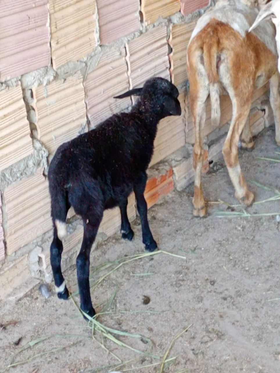 Carneiro 