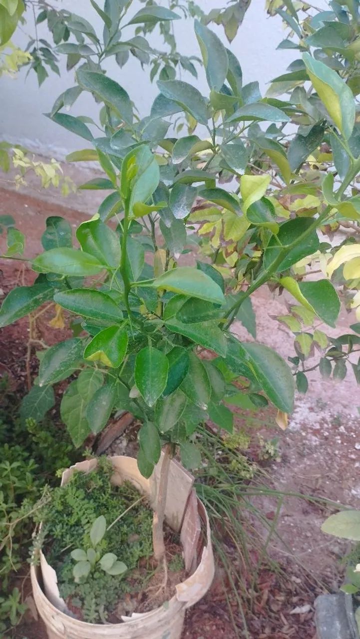 Mudas Frutíferas  - Foto 3