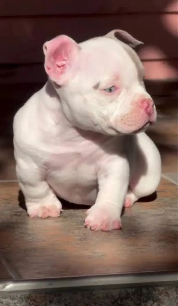 American Bully