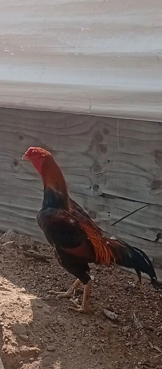 Galo - Foto 3