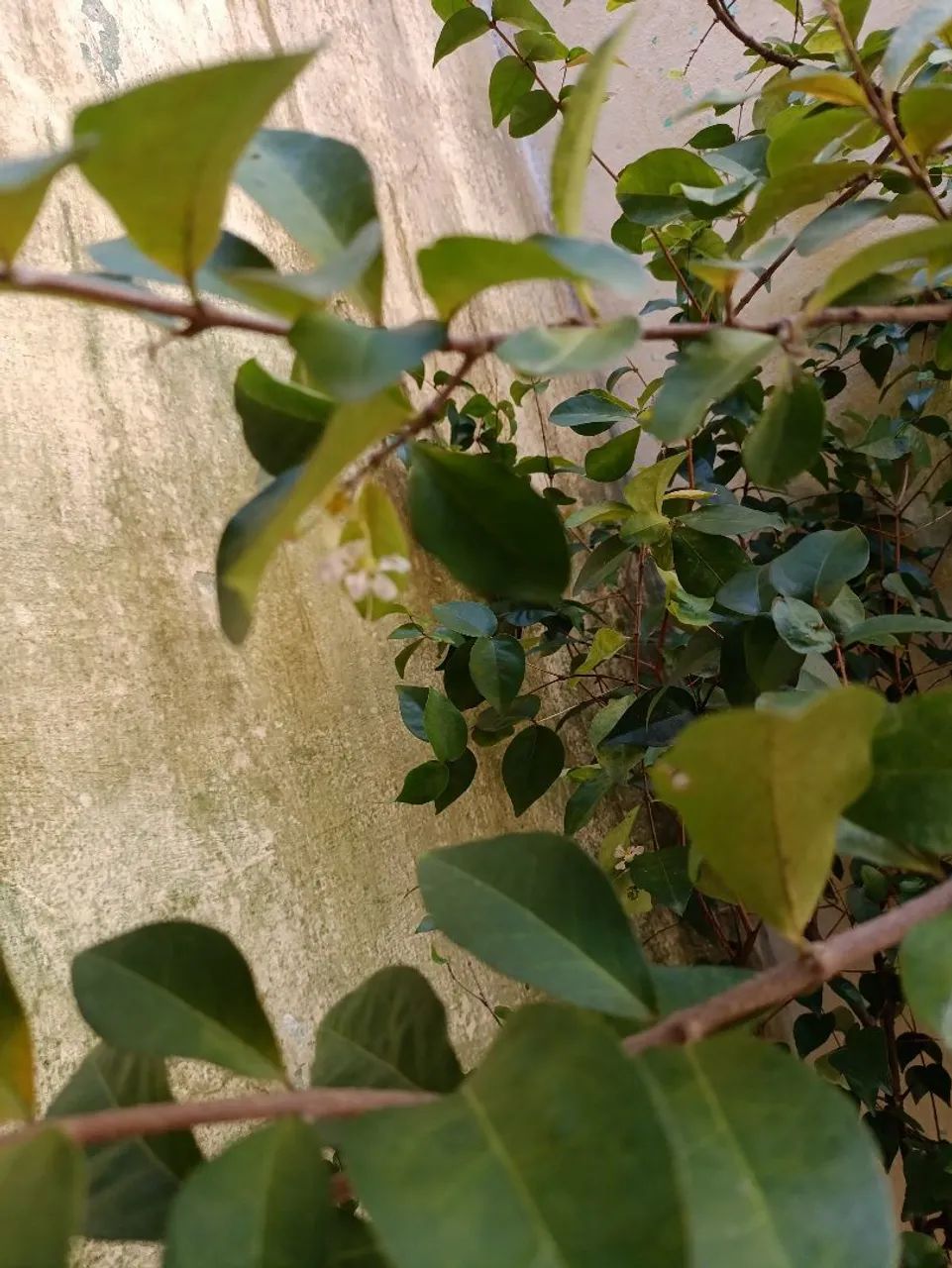 Pé de acerola  - Foto 2