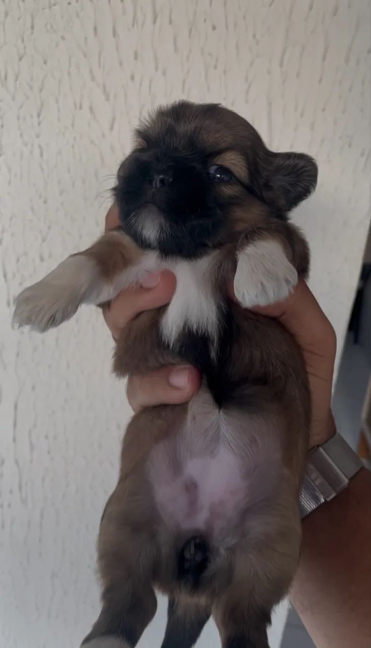 Filhote de Shih tzu - Foto 4