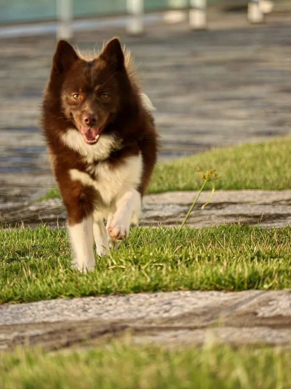 Filhote Macho Pomsky Mini - Merle - Foto 4