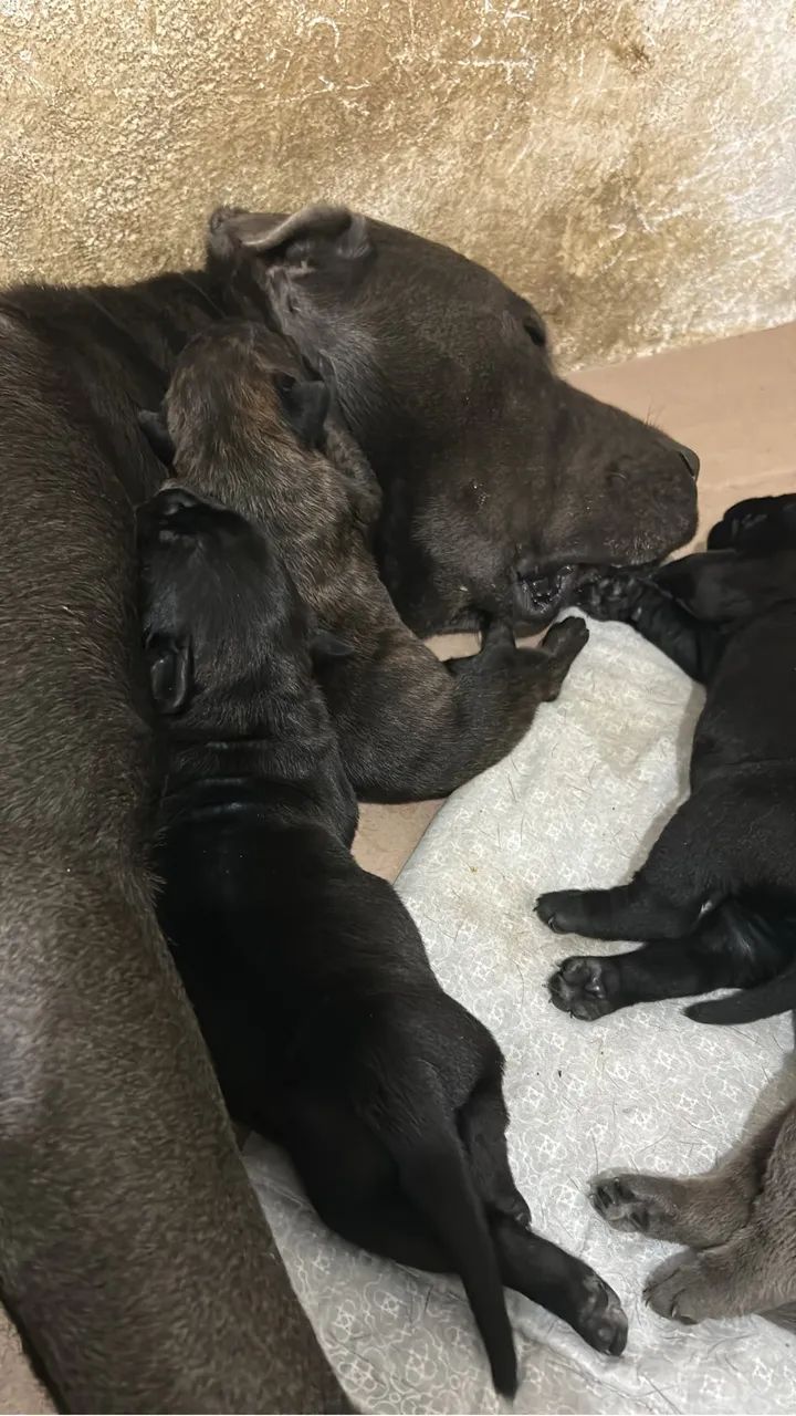 Filhotes de Cane Corso  - Foto 3