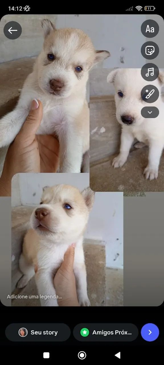 Filhote de cachorro 