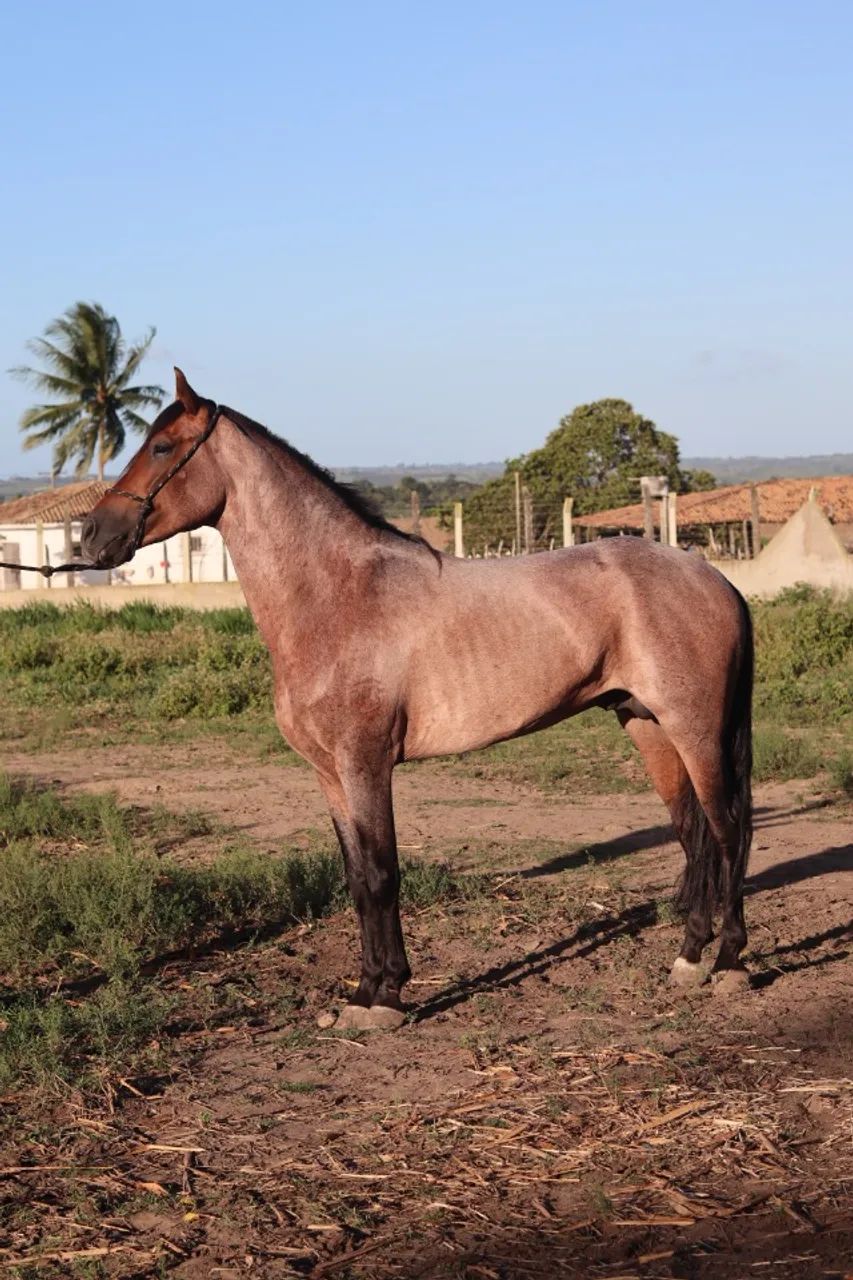 Cavalo Mangalargo Machador  - Foto 3