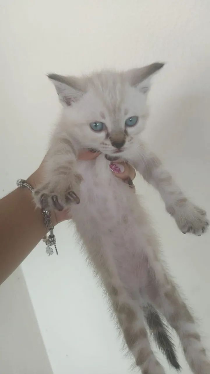 Gato e gata 