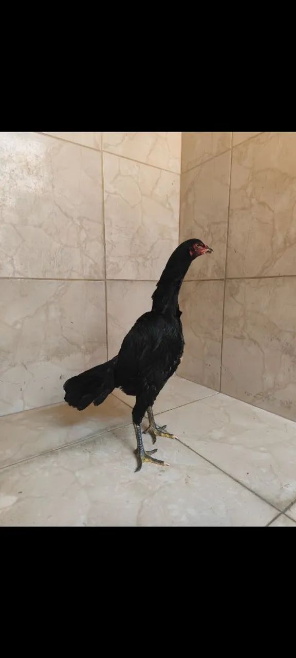 Galinhas tailandesas com ganoi - Foto 4