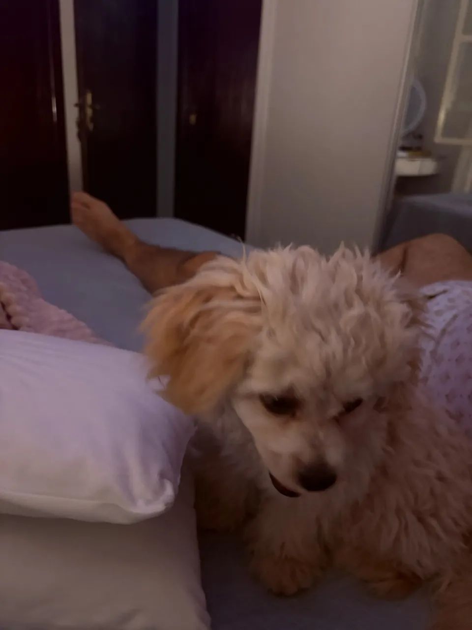 Doação de um poodle toy bege - Foto 4