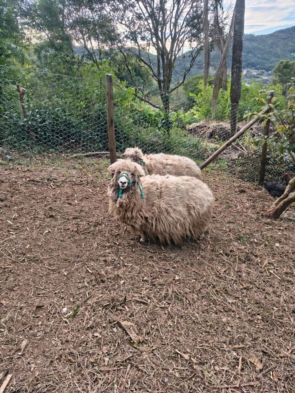 Vendo 2 ovelhas  - Foto 2
