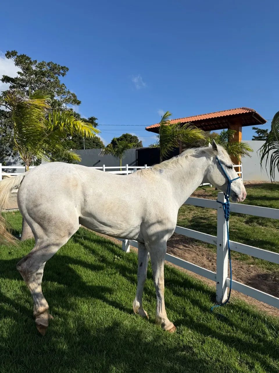 Cavalo quarto de milha  - Foto 2