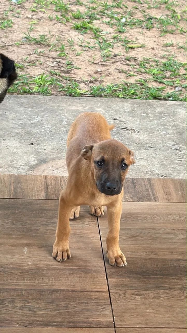 Doação filhote de boxer  - Foto 3