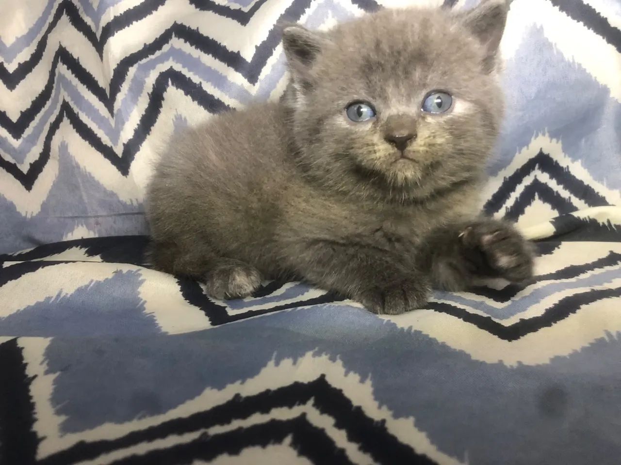 Gatinhos angora turco - Foto 4