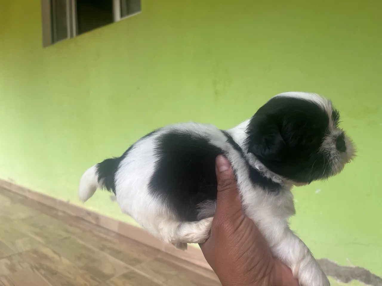 Shitzu macho