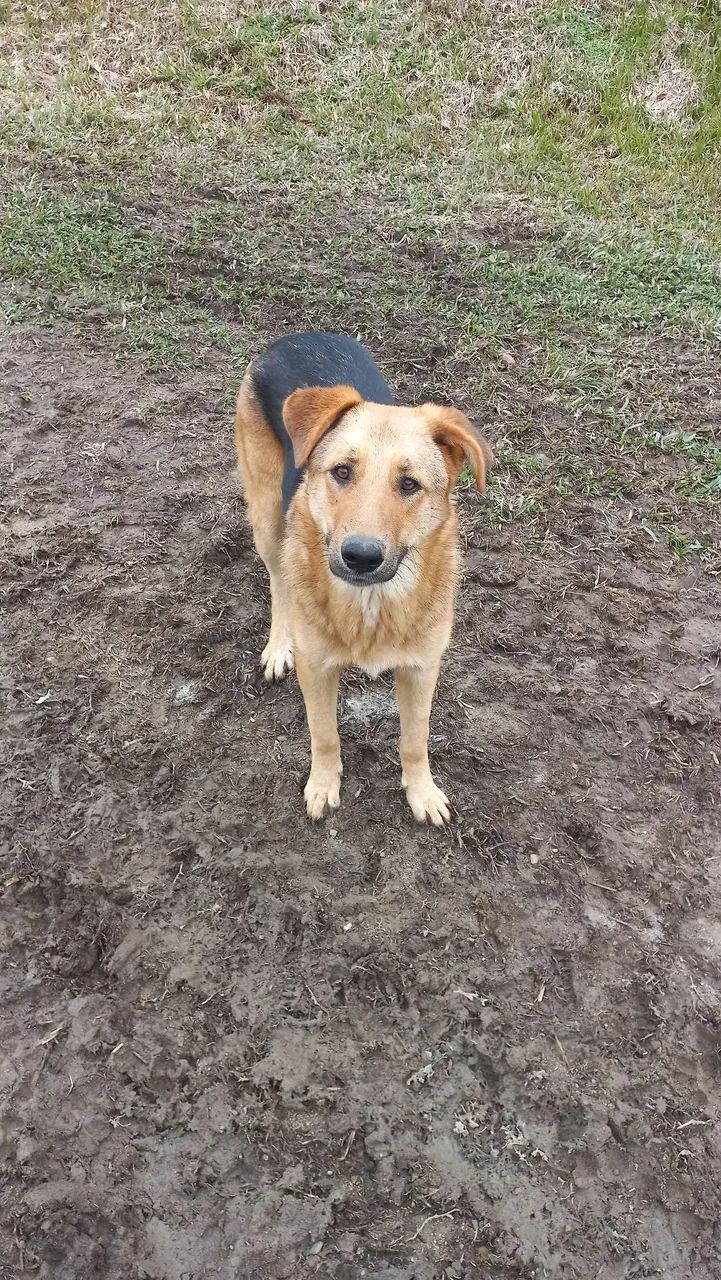 LINDO CACHORRO  - Foto 3