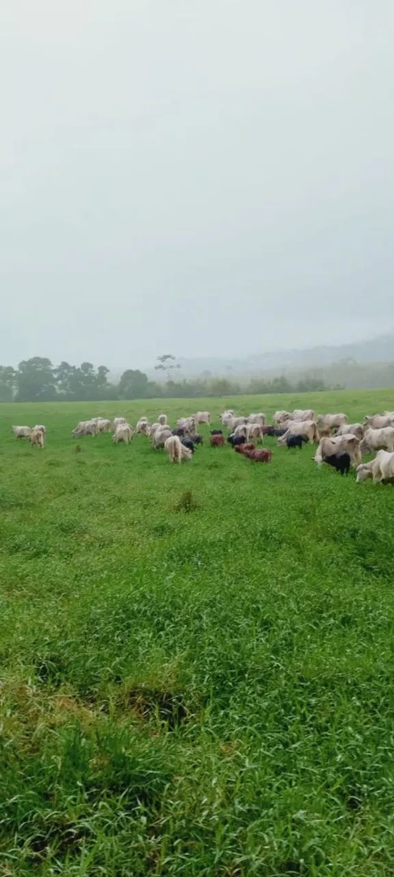 Fazenda na Pecuária  - Foto 2
