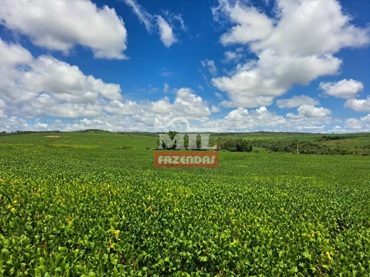 Fazenda 33,5 alqueires (161 hectares) Ipameri - GO - Foto 5