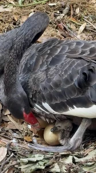 Filhotes de Cisne Negro  - Foto 4