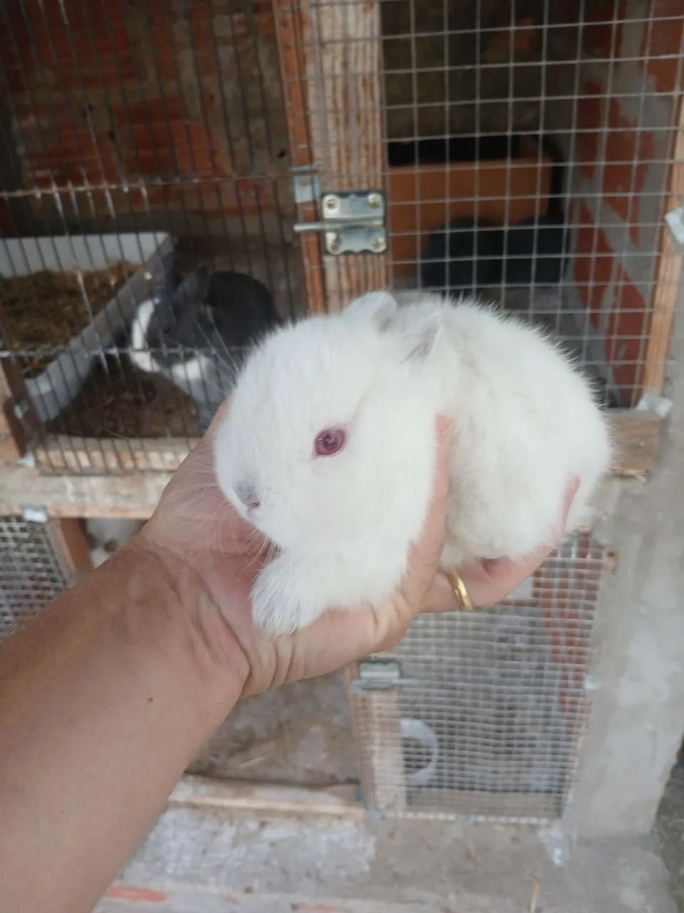 Mini Coelho netherland  - Foto 5