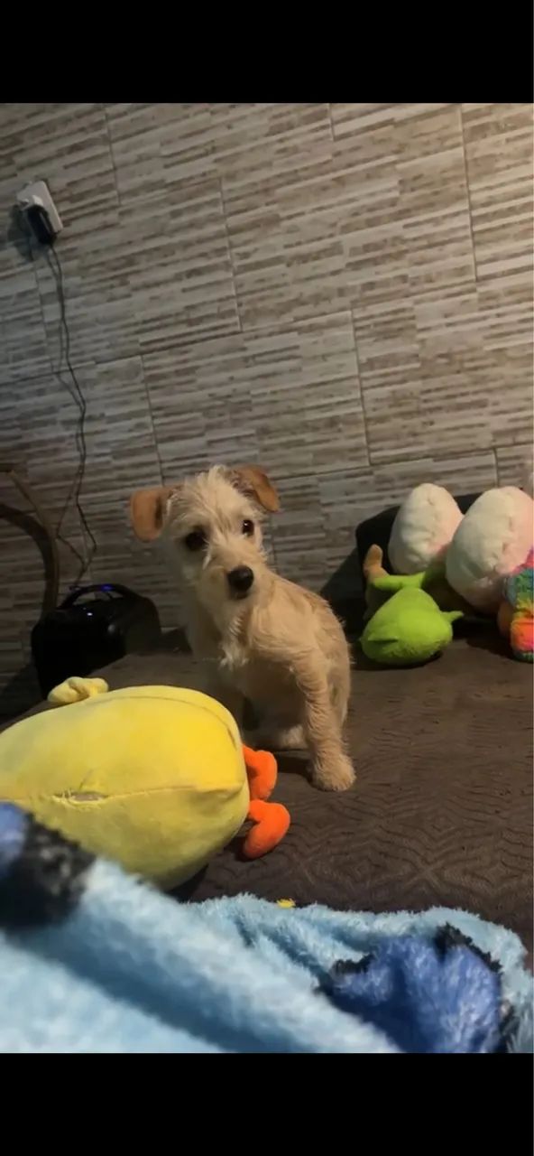 Doação de cachorrinho - Foto 3
