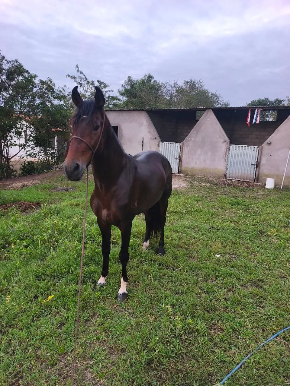 Cavalo marcha Batida 