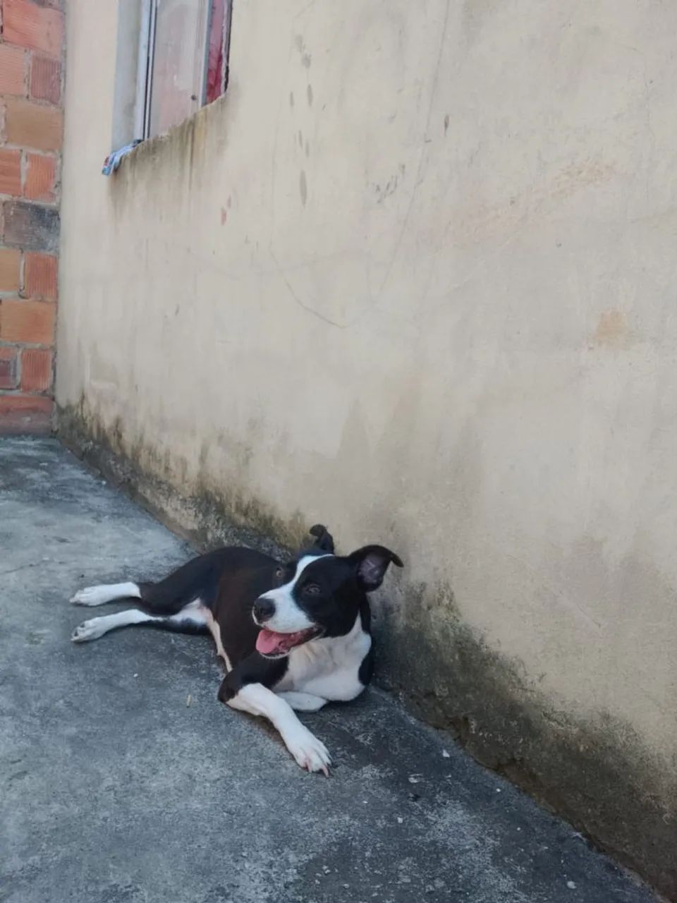 Doação cachorrinha - Foto 3